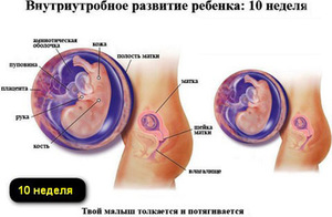 10 неделя беременности - как развивается плод Что происходит с ребенком на 10 неделе беременности
