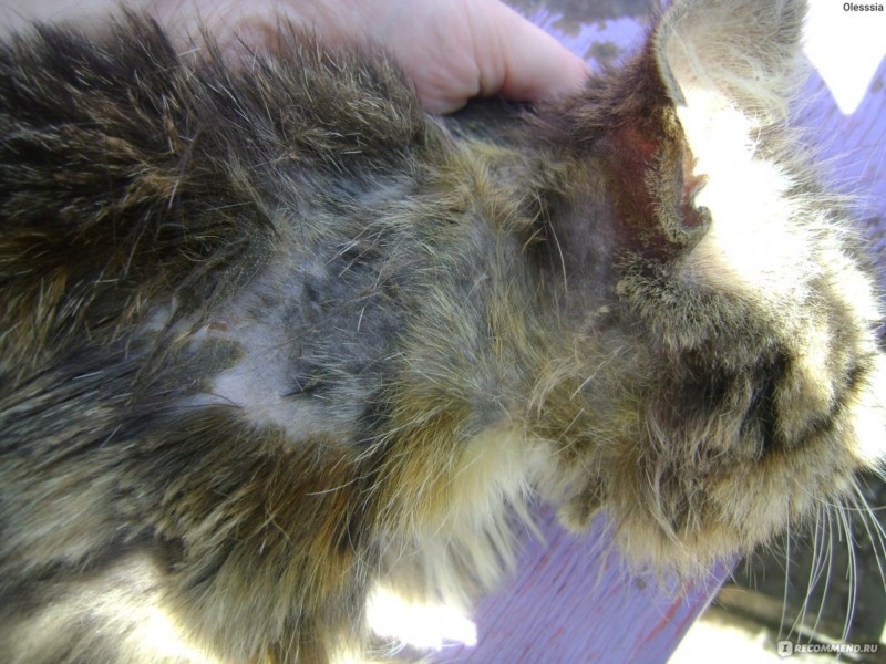 Профилактика микроспории (стригущего лишая) у человека: обработка и дезинфекция помещения, в котором проживает больной 1