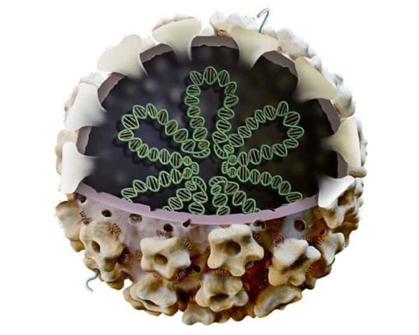 Подошвенная бородавка на ноге у ребенка: как от нее избавиться и чем лечить