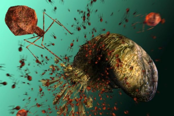 Бактериофаги Staphylococcus aureus: инструкция по применению 7