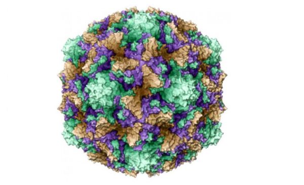 Профилактика Коксаки у детей и взрослых 1