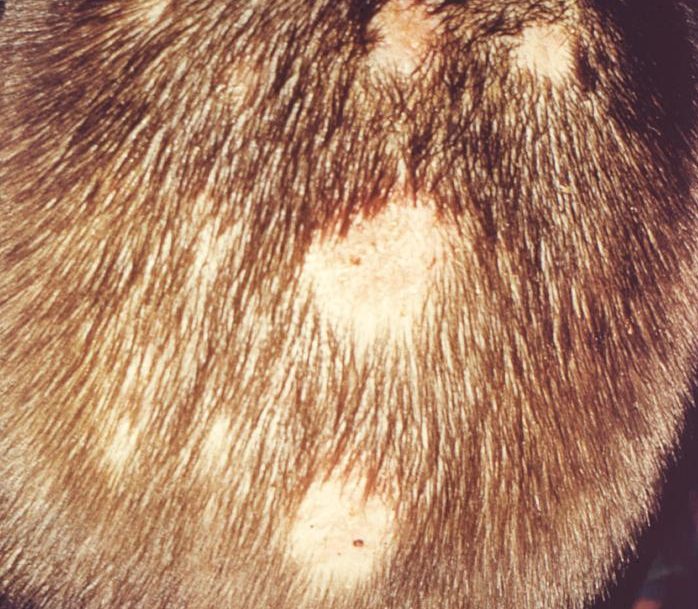 Стригущий лишай: инкубационный период, пути передачи, причины, механизм развития и симптомы грибка 3