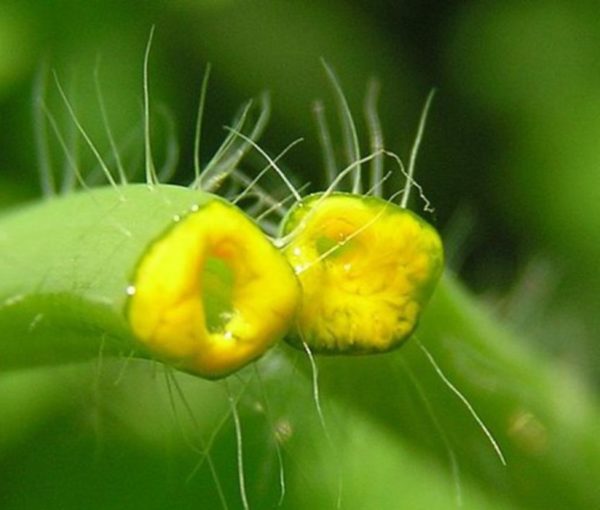 Чистотел от бородавок и папиллом: инструкция по применению