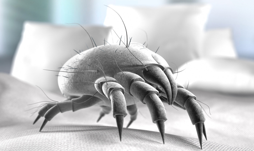 Аллергия на клещей и способы борьбы с ней