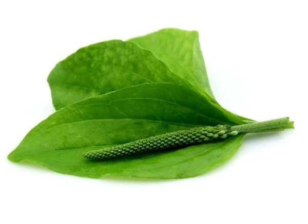 Как извлечь гной из фурункула в домашних условиях 3