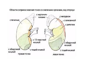 Боль в левой почке Почему болит левый бок