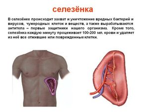 Болит селезенка Тянущие боли в левом боку