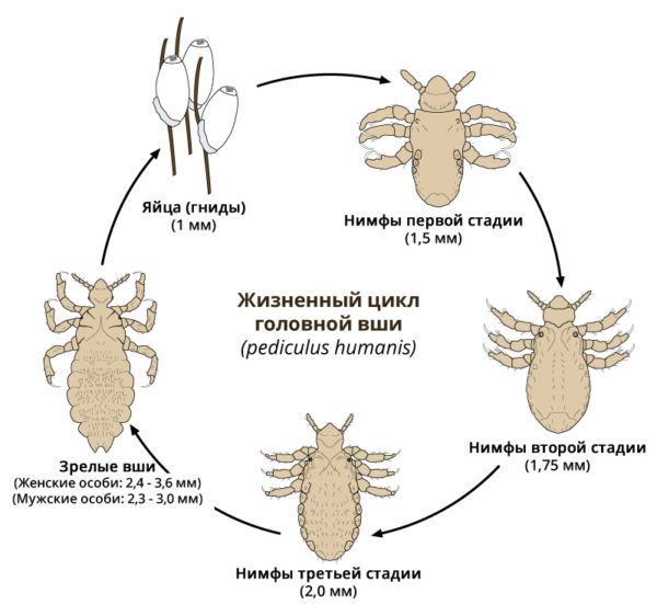 Головные вши: какие они, прыгают, какие болезни переносят2