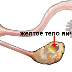 Что происходит с желтым телом в случае, если оплодотворение произошло и если не произошло Что происходит с желтым телом в случае, если оплодотворение произошло