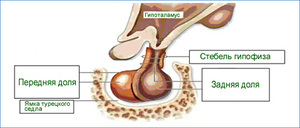 Гормоны передней доли гипофиза Функции гормонов передней доли гипофиза