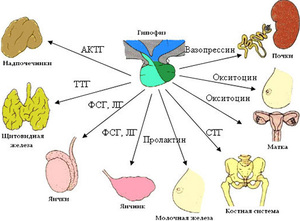 За что отвечает гипофиз Гормоны гипофиза и их функции
