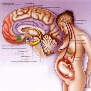 Лечение повышеного пролактина Как лечат высокий пролактин