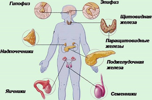 Гормоны, вырабатываемые гипофизом Значение гормонов гипофиза для организма человека