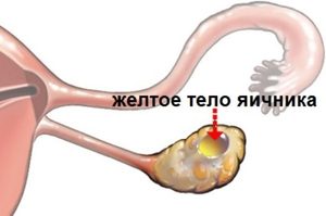 Период желтого тела Uroven-bazalnoj-temperatury-v-zavisimosti-ot-perioda
