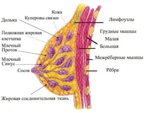 Лечение фиброзно-кистозной мастопатии Клиническая картина фиброзно-кистозной мастопатии