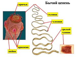 Влияние паразитов на организм Чем опасны паразиты
