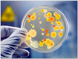 Что такое стафилококк Заболевание стафилококка