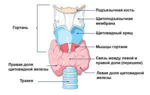Какую функцию выполняет щитовидная железа Препараты для лечения щитовидной железы