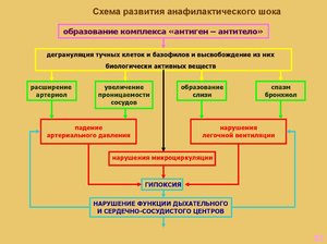 Каким бывает анафилактический шок Схема развития анафилактического шока