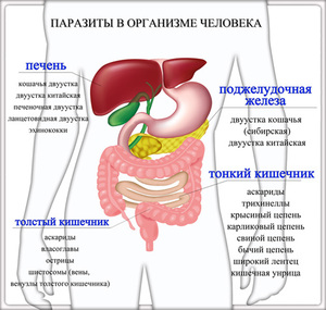 Очищение организма от паразитов Какие паразиты могут житб в организме