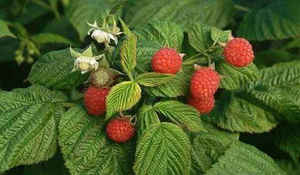 Малина от кашля Как лечить кашель малиной