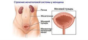 Строение мочеполовой системы Строение мочеполовой системы у женщин