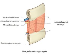 Симптомы межреберной невралгии Проявление заболевания