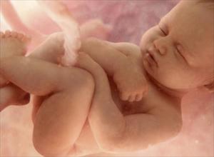 Ребенок на 33 неделе беремености Плод на 33 неделе беременности