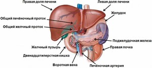 Диффухные изменения паренхимы поджелудочной железы Лечение диффузных изменений поджелудочной железы