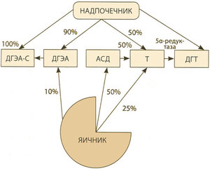 Синез андрогенов в женском организме Синез андрогенов в организме женщины - схема