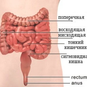 Тонкий и толстый кишечник Болит левый бок