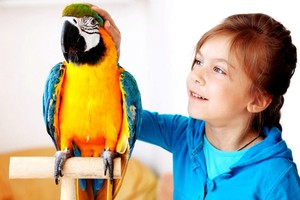 Домашние питомцы и ветряная оспа Ветрянка и животные - есть ли опасность заражения