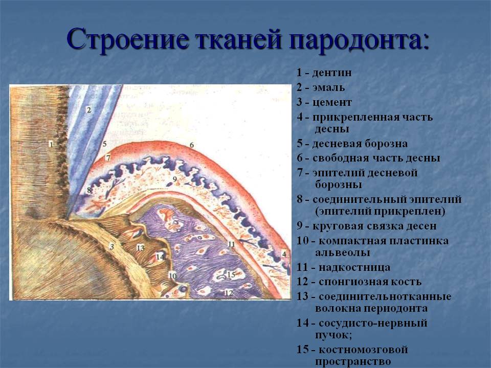 Гистология десны