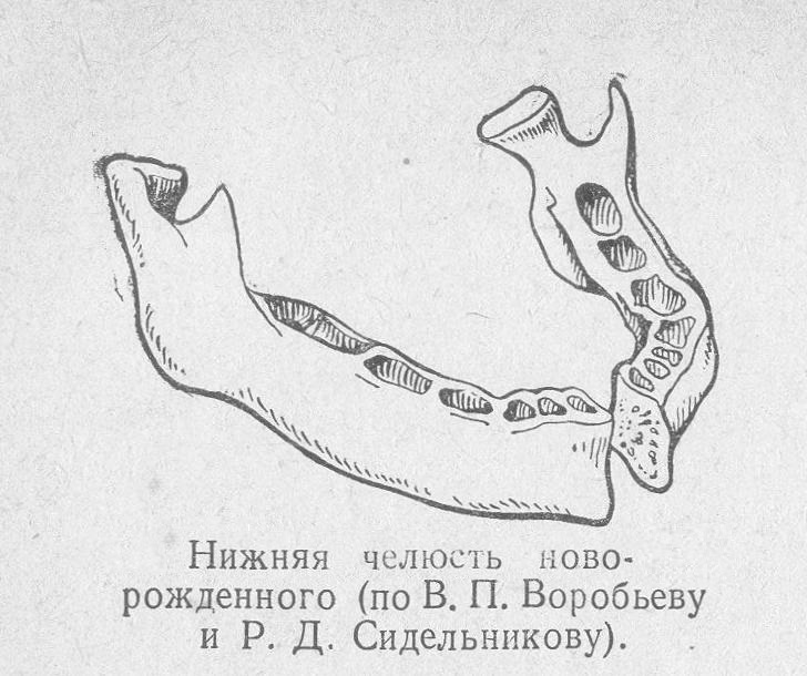 Нижняя челюсть новорожденного
