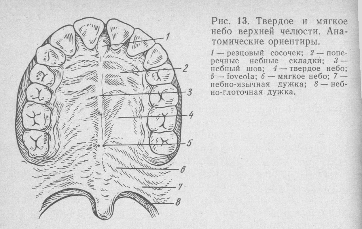 Твердое и мягкое небо