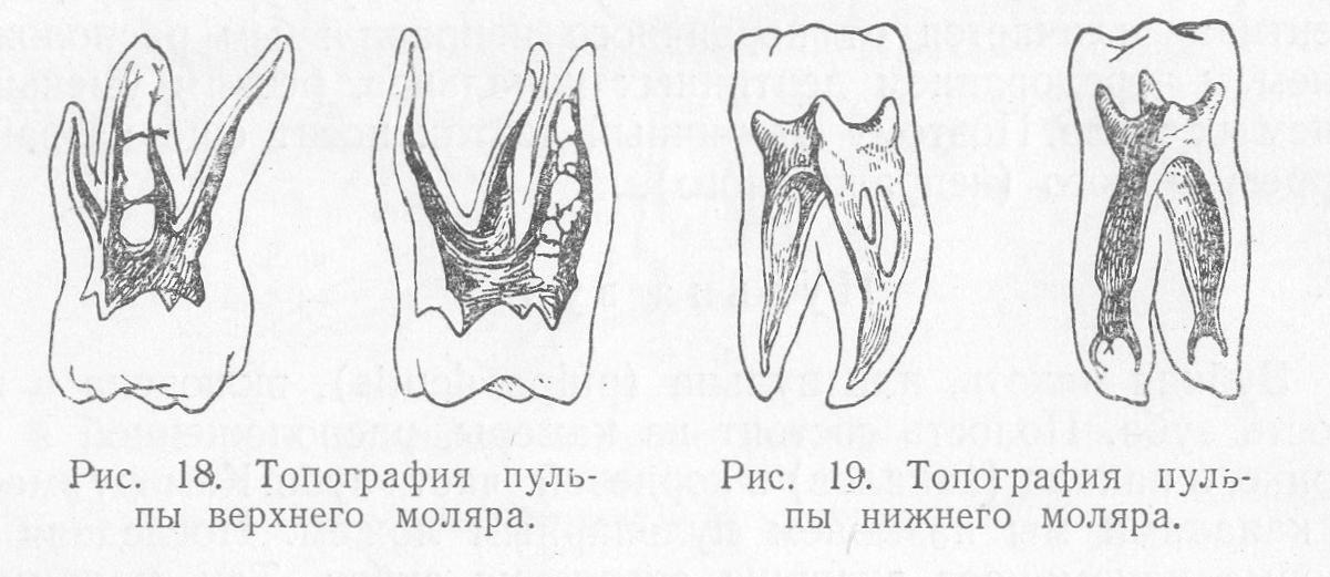 Пульпа