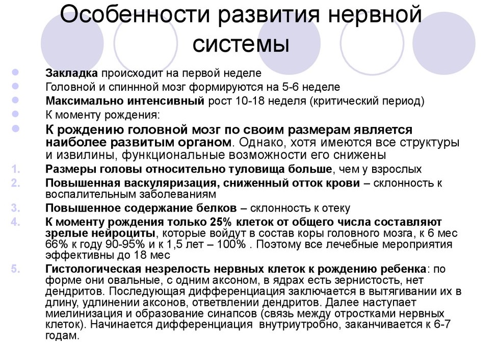 Особенности развития нервной системы