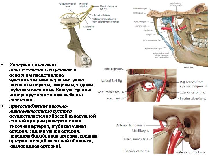 Иннервация и кровоснабжение