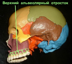 Верхнечелюстной