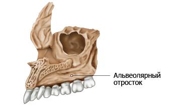 Альвеолярный отросток