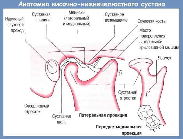Анатомия сустава