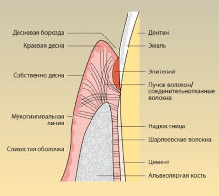 Десна