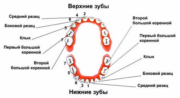 Расположение зубов в полости рта