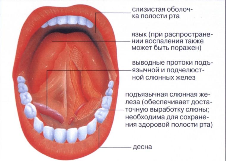 анатомия слизистой
