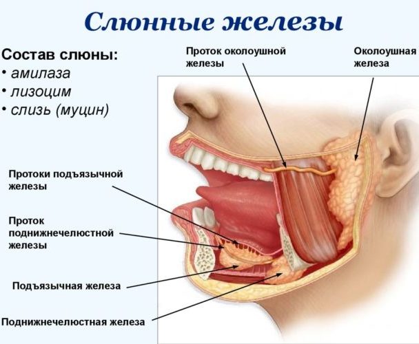 Слюнные железы человека