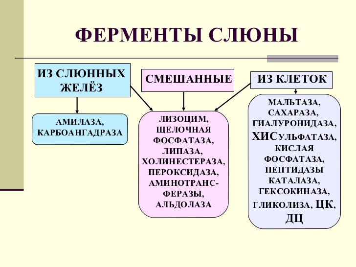 Ферменты слюны