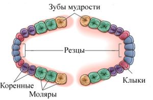 где расположены зубы мудрости