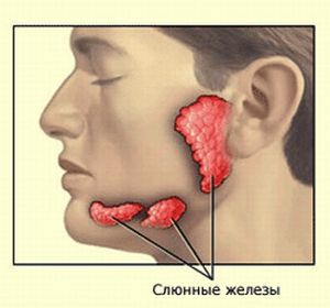 Слюнные железы