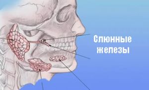 слюнные железы