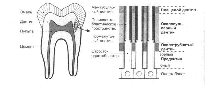Виды дентина